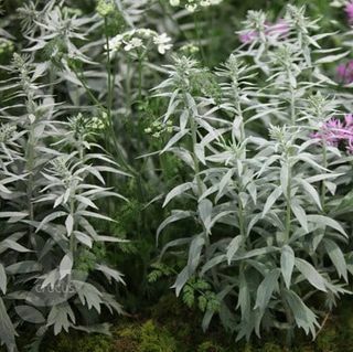 Artemisia ludoviciana 'Valerie Finnis'