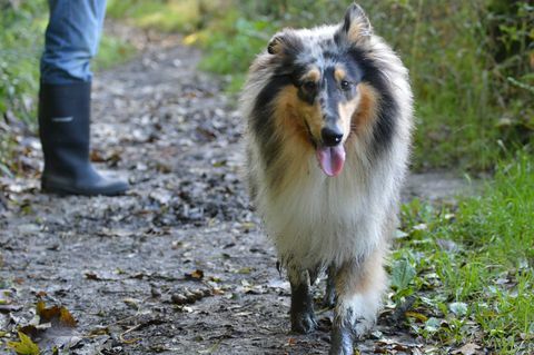 Rough collie med gjørmete poter på tur