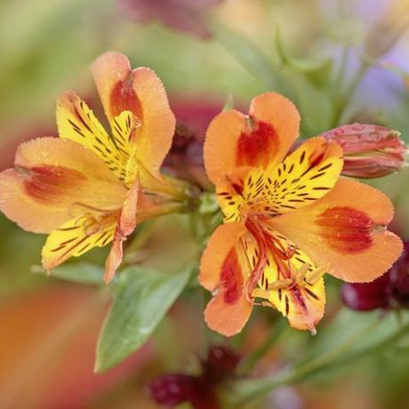 nærbilde av de vakre, livlige oransje blomstene til alstroemeria, ofte kalt peruansk lilje eller inka-lilje