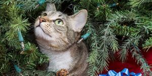 hvordan-holde-katter-bort-fra-juletreet