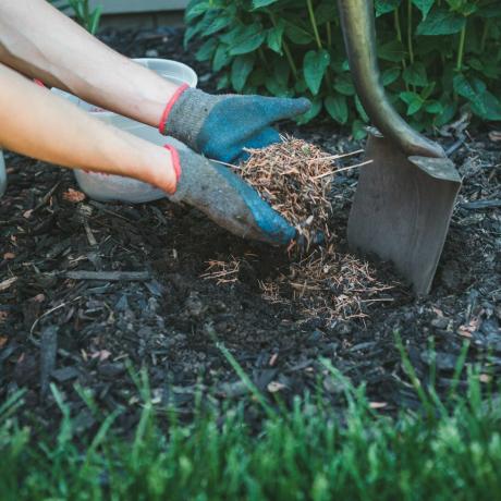 mann fyller et hull med furu nål mulch klar til å plante en ny plante i hagen sin