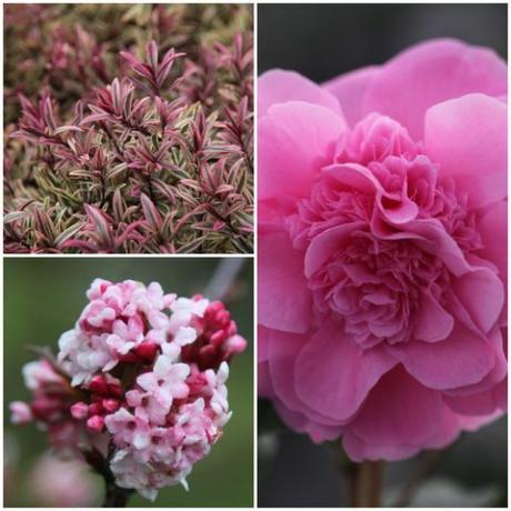 beste blomstrende busker lettstelt