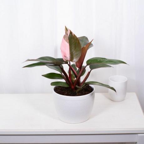 Pink Princess Philodendron, 6-tommers gryte