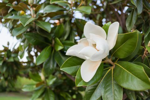 Hvit magnoliablomst sirklet av de grønne bladene