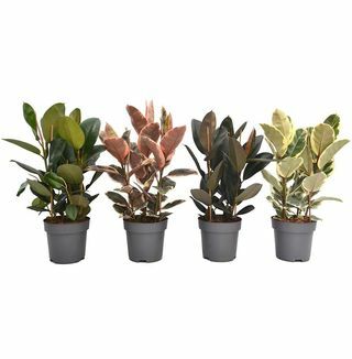 Hus Vakre Ficus Elastica potteplanter