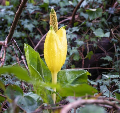 arumblomster, sumpkål, gule arumblomster