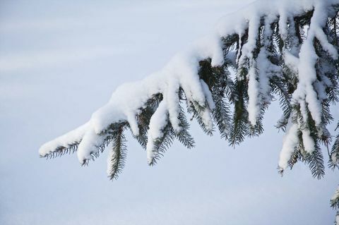 Juletre ute i snø