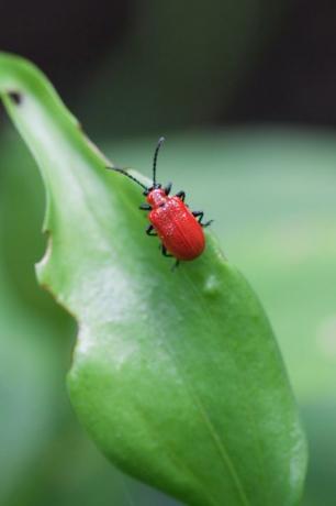 liljebille voksen lilioceris lilii