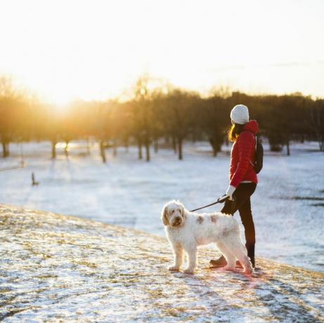 hundeturer om vinteren