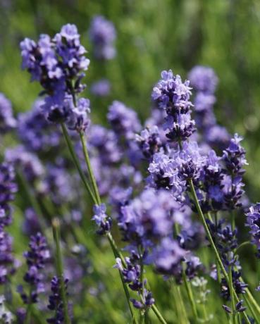 lilla lavendelblomster mot uskarp engbakgrunn