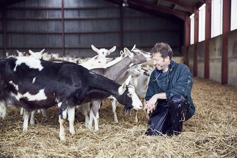 yorkshire veterinæren