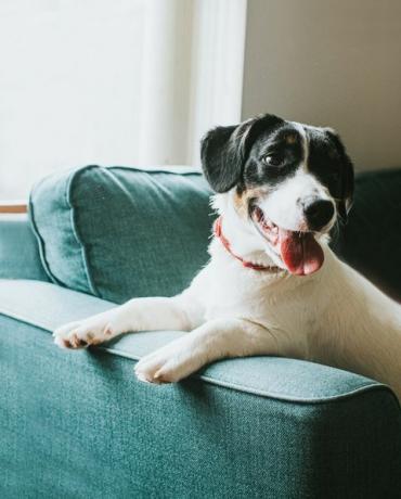 søt svart og hvit hund sitter på en blå sofa og henger potene over armen på sofaen
