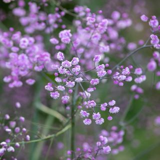 Thalictrum delavayi 'Hewitt's Double'