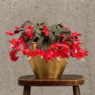 Schlumbergera 'Red' 