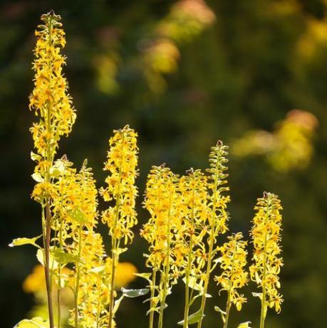 Ligularia (leopardplante)