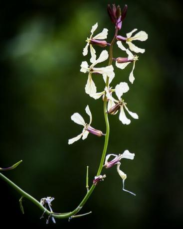 nærbilde av spiselige rakettblomster