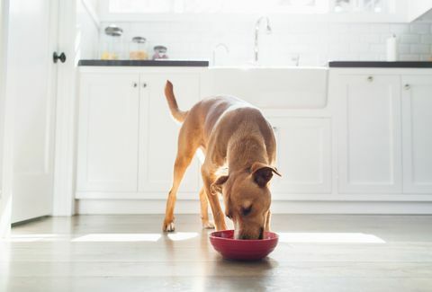 forfra av brunfarget hund på kjøkkenet som spiser fra rød bolle