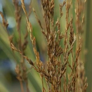 Molinia caerulea