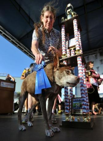 Quasi Modo, verdens styggeste hund, med pokal og bånd