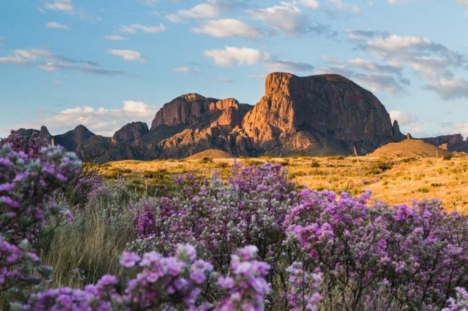 etter nedbør, blir ørkenen levende med farge når skjær og okotillo blomstrer med chisos-fjellene i bakgrunnen