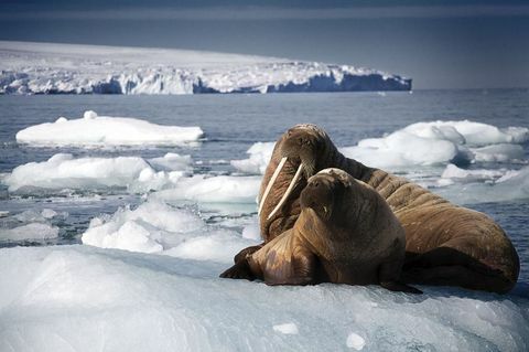 Blue Planet 2-foto