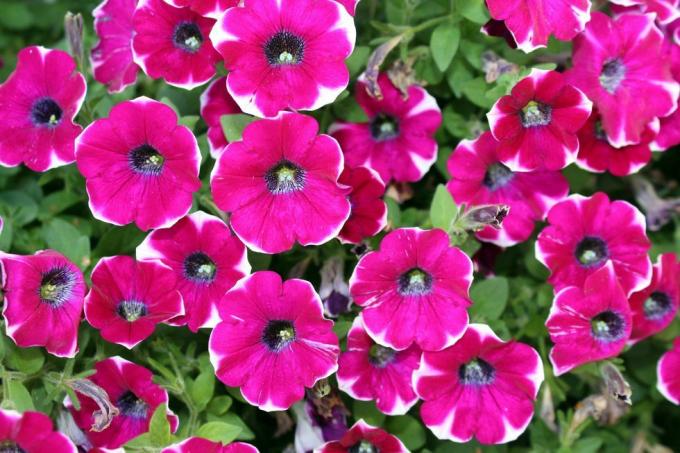 petunias 