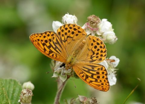 sølvvasket fritillary argynnis paphia