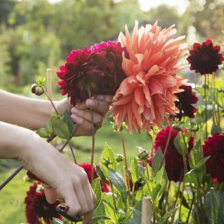 snittblomster dahlia