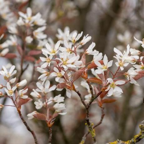 nærbilde av glatt serviceberry amelanchier laevis blomster i blomst