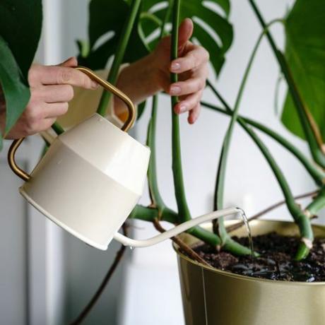 gule blader på planter, klorose, vanning stueplante