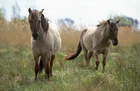 Wicken Fen Konik ponnier © National Trust Images Paul Harris