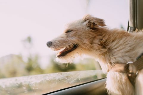 en portugisisk podencohund som føler luften i en bil