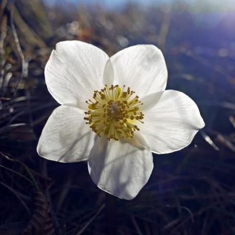nærbilde av julerose enkelt hvit blomst