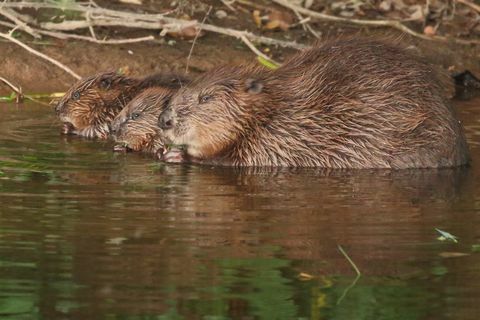 Bever som svømmer utenfor