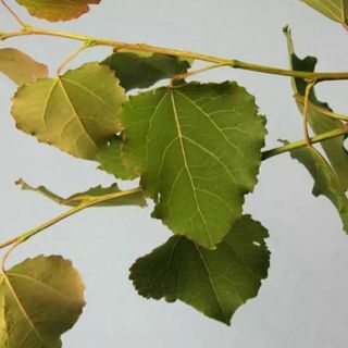 Populus Tremula ospeplante