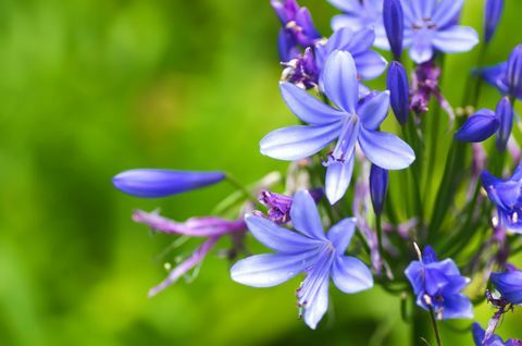 agapanthus blomsterhage