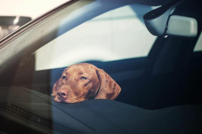 trist hund igjen alene i låst bil