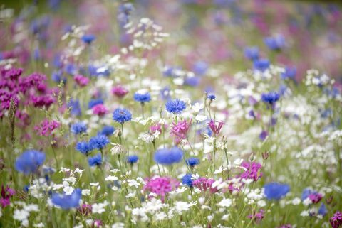 en fargerik og lys sommerblomsteng i mykt solskinn