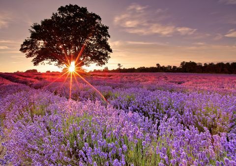 et lavendelfelt i Storbritannia, sør for london, besøkte jeg denne lavendelfarmen under solnedgang om sommeren