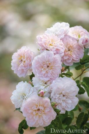 elizabeth ausmajesty rose navngitt til ære for dronningen for å markere dronningens platinajubileum