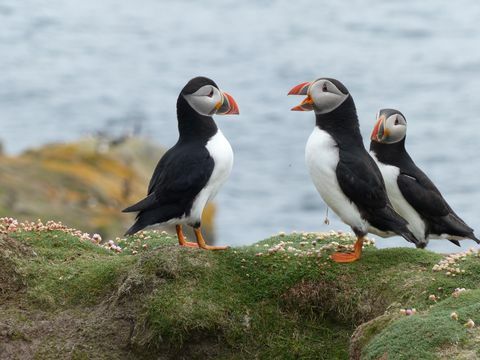Puffins Orkney-foto