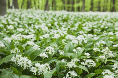 Tyskland, Nordrhein-Westaphalia, Eifel, vill hvitløksblomst i bøkeskog