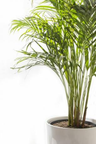 Areca Yellow Palm tree in pot