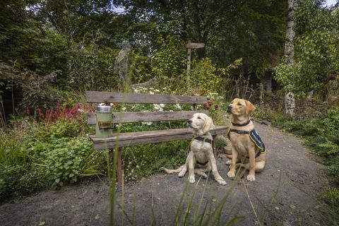 førerhundvalper i trening, chelsea og flash, avbildet i håndtverkshagen på rhs chelsea som har blitt opprettet i år for å feire 90 år med førerhundpartnerskap i Storbritannia flash er en kvinnelig, åtte måneder gammel labrador oppkalt etter førerhunders 90-årsjubileum og chelsea er 18 uker gammel og navngitt for å feire begivenheten bildedato mandag 20. september 2021fotografi av christopher ison ©07544044177chrischristopherisoncomwwwchristopherisoncom