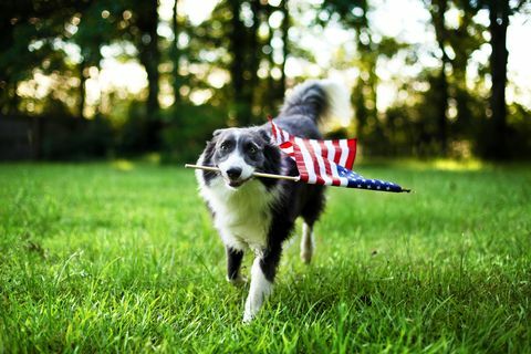 glad hund leker ute og bærer det amerikanske flagget