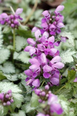 lamium i en hage