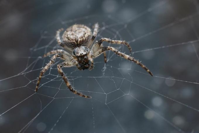 uk edderkopper – labyrint edderkopp
