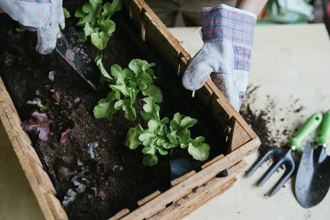 Person som planter salat i en trekasse