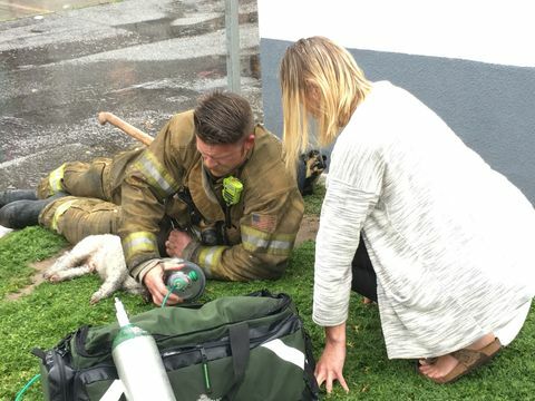 Brannmann redder hund