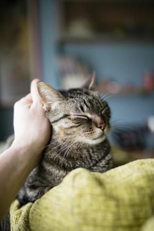 manns hånd stryker tabby katt liggende på ryggstøtten av sofaen